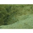 Amblygobius phalaena (Valenciennes, 1837)