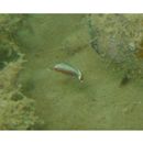 Hipposcarus longiceps (Valenciennes, 1840)