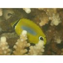 Chaetodon plebeius Cuvier, 1831