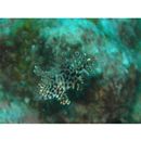 Macropharyngodon meleagris (Valenciennes, 1839)