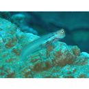 Ecsenius yaeyamaensis (Aoyagi, 1954)