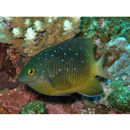 Plectroglyphidodon lacrymatus (Quoy et Gaimard, 1825)