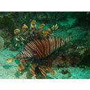 Pterois volitans (Linnaeus, 1758)