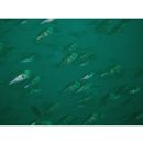 Ostorhinchus semilineatus (Temminck et Schlegel, 1843)