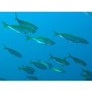 Trachurus japonicus (Temminck et Schlegel, 1844)