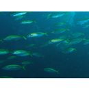 Trachurus japonicus (Temminck et Schlegel, 1844)