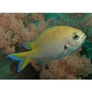 Chromis katoi Iwatsubo et Motomura, 2018