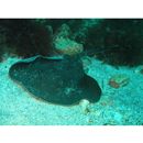 Dasyatis izuensis Nishida et Nakaya, 1988