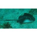 Dasyatis izuensis Nishida et Nakaya, 1988