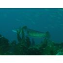 Cheilio inermis (Forsskal, 1775)