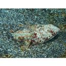 Synodus ulae Schultz, 1953