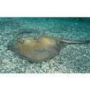 Urolophus aurantiacus Muller et Henle, 1841