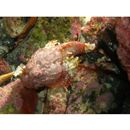 Scorpaenopsis cotticeps Fowler, 1938