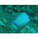 Ctenochaetus striatus (Quoy et Gaimard, 1825)