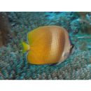 Chaetodon kleinii Bloch, 1790