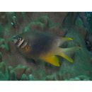 Neoglyphidodon nigroris (Cuvier, 1830)