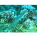 Ecsenius yaeyamaensis (Aoyagi, 1954)