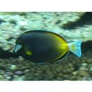 Acanthurus japonicus (Schmidt, 1931)