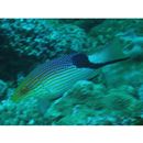 Bodianus loxozonus (Snyder, 1908)