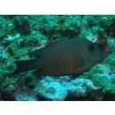 Ctenochaetus binotatus Randall, 1955