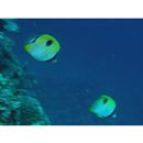 Chaetodon unimaculatus Bloch, 1787