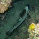 Plectorhinchus picus (Cuvier, 1828)