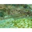 Eviota sebreei Jordan et Seale, 1906