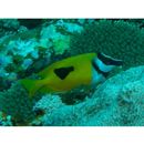 Siganus (Lo) unimaculatus (Evermann et Seale, 1907)