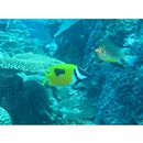 Siganus (Lo) unimaculatus (Evermann et Seale, 1907)