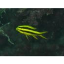 Neoglyphidodon nigroris (Cuvier, 1830)