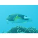 Choerodon anchorago (Bloch, 1791)