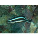 Labropsis manabei Schmidt, 1931