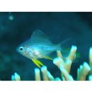 Amblyglyphidodon leucogaster (Bleeker, 1847)