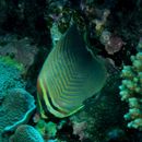 Chaetodon baronessa Cuvier, 1829