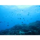 Hemitaurichthys polylepis (Bleeker, 1857)