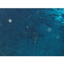 Macolor macularis Fowler, 1931