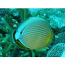 Chaetodon lunulatus Quoy et Gaimard, 1825