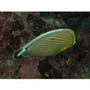 Chaetodon lunulatus Quoy et Gaimard, 1825