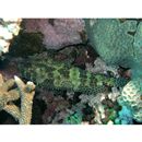 Epinephelus merra Bloch, 1793