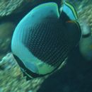 Chaetodon reticulatus Cuvier, 1831