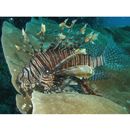 Pterois volitans (Linnaeus, 1758)