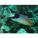 Bodianus loxozonus (Snyder, 1908)