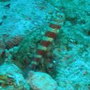 Amblyeleotris wheeleri (Polunin et Lubbock, 1977)