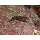 Ecsenius oculus Springer, 1971