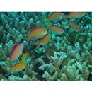 Pseudanthias dispar (Herre, 1955)