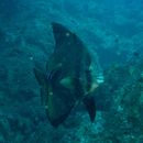 Platax pinnatus (Linnaeus, 1758)