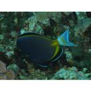 Acanthurus japonicus (Schmidt, 1931)