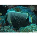 Chaetodon reticulatus Cuvier, 1831