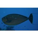 Naso vlamingii (Valenciennes, 1835)