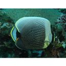 Chaetodon reticulatus Cuvier, 1831